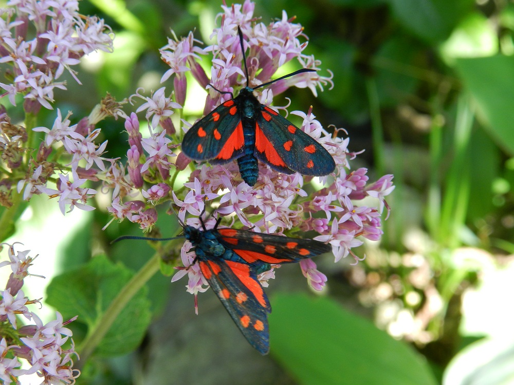 Zygaena transalpina?